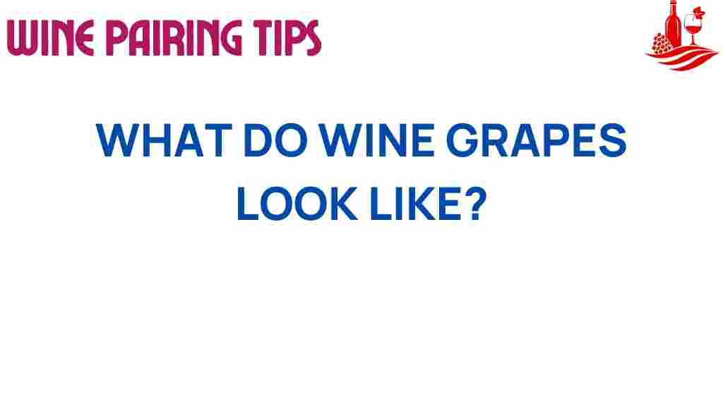 wine-grapes-appearance