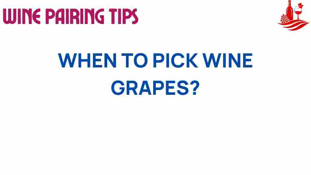 wine-grapes-picking-timing